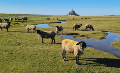 Le Mont Saint-Michel, la merveille de la Baie